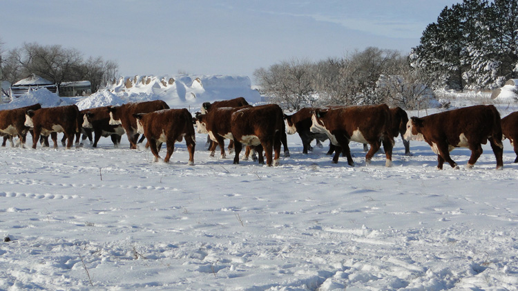 Group of Sale Calves