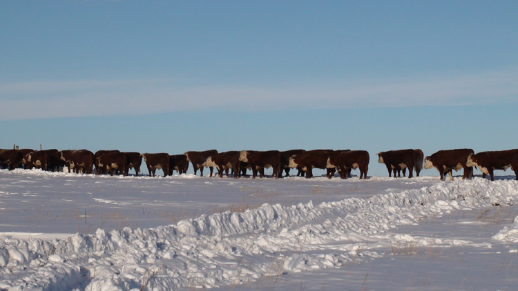 Group of Sale Bulls - Twos